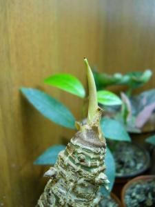 DSCN3967.JPG