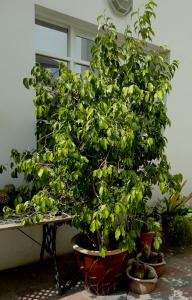 ficus_benj01.jpg