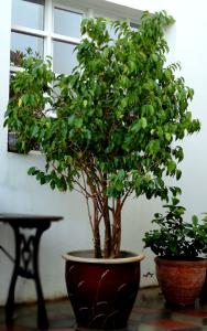 ficus_benj02.jpg