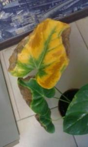 IMG_20151019_131443.jpg