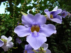 a_3102Thunbergia-laurifolia.jpg