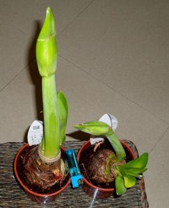 amaryllis01.jpg