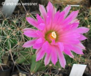 Coryphantha Runyonii.jpg