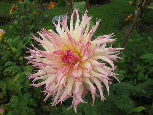 f_09_09-350Jennie-Dahlia.jpg