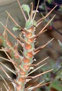 Sarcocaulon_crassicaule2.jpg