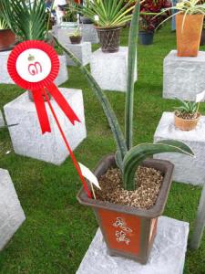 San_Contest_070.jpg