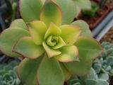 aeonium_percarneum_kiwi-s.jpg