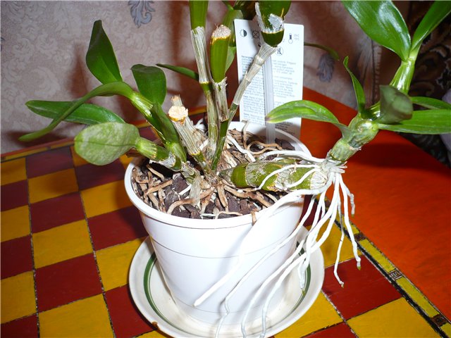 Орхидеи в террариуме - Форум сообщества любителей игуан