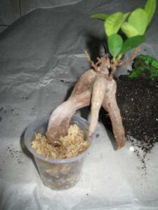 ginseng.jpg