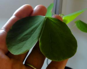 seeds_bauhinia03.jpg