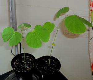 seeds_bauhinia02.jpg