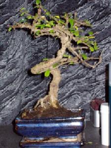 my__bonsai75.jpg