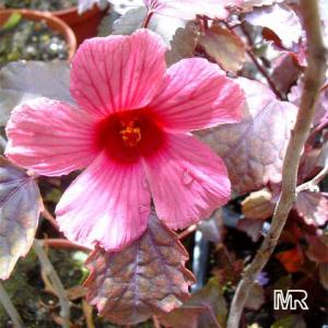 hibiscus_sanguineus60791.jpg