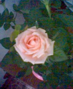 My-rose.jpg