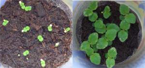 Gloks-before-after-vshody.jpg