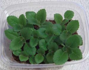 gloks-vshody-5aug.jpg