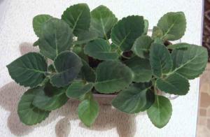 gloks-vshody-25aug.jpg
