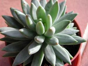 Pachyphytum_longifolium.JPG