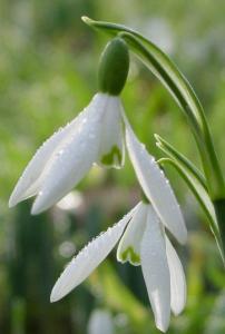 Snowdrops_3.jpg