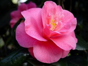 Camelia6.jpg