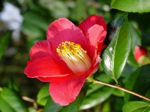 Camelia4.jpg
