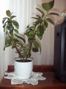 PICT0009.JPG