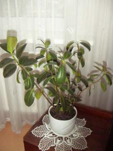 PICT0010.JPG