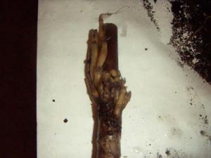 Drac._root2.JPG