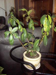 ficus_melany.JPG