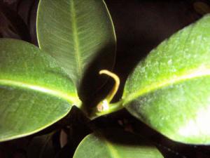 ficus_2.JPG