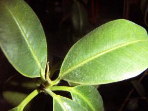 ficus_1.JPG