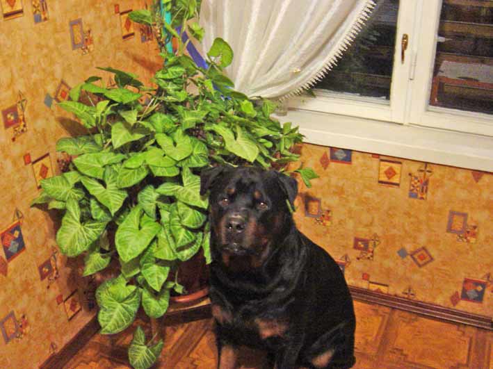 Сингониум * - Комнатные растения и цветы - Форум на HomeFlowers.ru