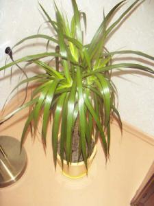 Marginata.JPG