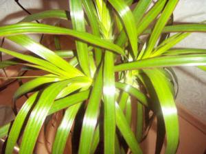 dracena.JPG