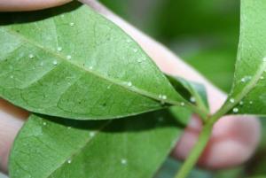 cissus_kaka.jpg