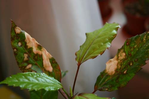 10 причин, почему желтеют и опадают листья у гибискуса (китайской розы)