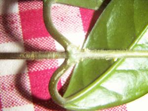 PICT0158.JPG