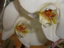 Olgutsa_orchid.jpg