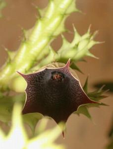 kukonia_huernia2.jpg