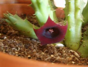 kukonia_huernia1.jpg