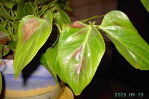anthurium3.jpg
