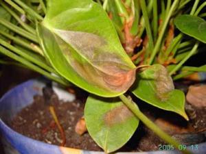anthurium4.jpg