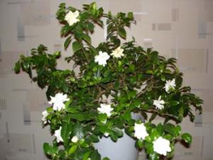 gardenia.jpg