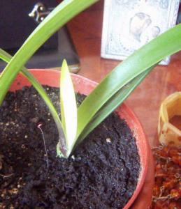 PICT0040amarilis.JPG