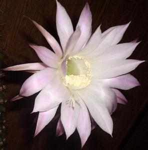 summer1011135.JPG