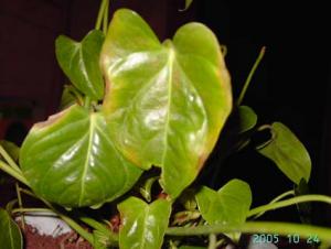 anthurium5.jpg