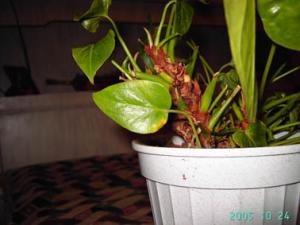 anthurium6.jpg