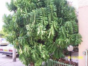 euphorbia_trigona_1.JPG