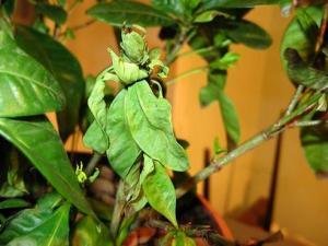 IMG_06101.JPG