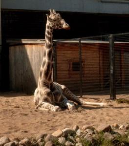 girafa_resize.jpg